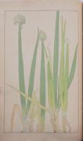 杉浦非水 非水百花譜 分売 ア ：ねぎ 葱