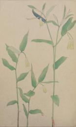 杉浦非水 非水百花譜 分売 イ：はうちやくさう（寳鐸草）ほうちゃくそう