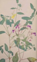 杉浦非水 非水百花譜 分売61：つりふねさう（釣船草）