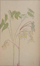 杉浦非水 非水百花譜 分売 ウ ：いかりさう（錨草） いかりそう