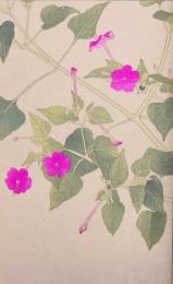 杉浦非水 非水百花譜 分売67：おしろいばな（白粉花）