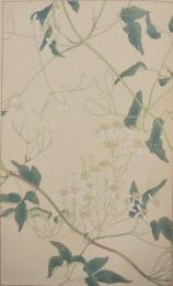 杉浦非水 非水百花譜 分売 エ ： せんにんさう 仙人草 せんにんそう