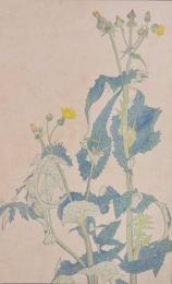 杉浦非水 非水百花譜 分売38：のげし（野罌粟）