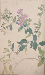 杉浦非水 非水百花譜 分売 オ：こんぎく（紺菊）