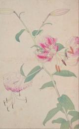 杉浦非水 非水百花譜 分売 46：かのこゆり（鹿子百合）