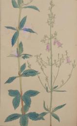 杉浦非水 非水百花譜 分売 カ ：つりかねにんぢん（釣鐘人参）