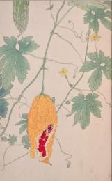杉浦非水 非水百花譜 分売65：つるれいし（蔓茘枝） 苦瓜 ゴーヤー