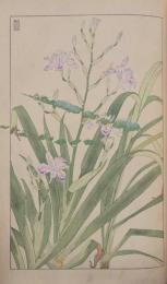 杉浦非水 非水百花譜 分売 4： 蝴蝶花 しやが しゃが