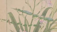 杉浦非水 非水百花譜 分売 4： 蝴蝶花 しやが しゃが