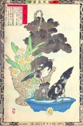 楳嶺花鳥画譜　初版分売 ：冬之部より  甘籃(はぼたん)・鵲(かささぎ)