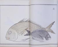 魚貝略画式 全 再版