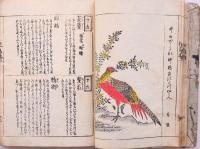 写生花鳥　極彩色