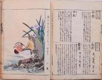 写生花鳥　極彩色