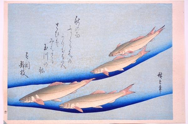 広重魚づくし 分売 ： 鮎 （アユ）(歌川広重) / 古本、中古本