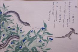 歌麿 虫えらみ 分売9  虵 (蛇)・とかげ