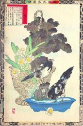 楳嶺花鳥画譜　初版分売 ：冬之部   甘籃 (はぼたん)・鵲 (かささぎ)