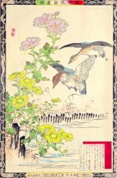 楳嶺花鳥画譜　初版分売  ： 冬之部   寒菊・味鳬 (あじがも)