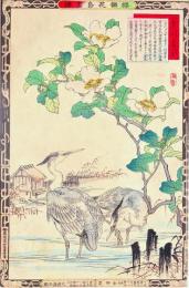 楳嶺花鳥画譜　初版分売  ： 冬之部  山茶花 ・蒼鷺 (あおさぎ)