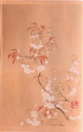 琳派百華譜 春 分売   其一：山桜