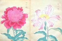 芍薬花譜