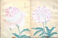 芍薬花譜