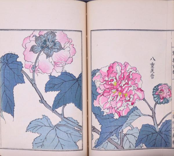 草花百種 元版 （上・下・弐篇上・弐篇下）(幸野楳嶺, 幸野西湖 画