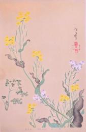 琳派百華譜 春之巻 抱一筆：油菜花、蘿蔔花、芹