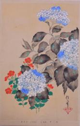 琳派百華譜 夏之巻 抱一筆：紫陽花、松本せん