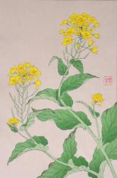 日本の花こよみ Floral Calender of Japan  分売6  ナノハナ なたね
