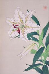 日本の花こよみ Floral Calender of Japan  分売14  ヤマユリ