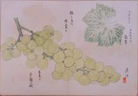 上野清江自筆画帖