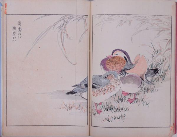 花鳥画選(沼田荷舟著) / 古本、中古本、古書籍の通販は「日本の古本屋