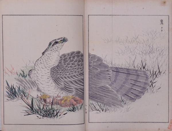 花鳥画譜 天・地 沼田荷舟 【書込みあり】 【公式通販】