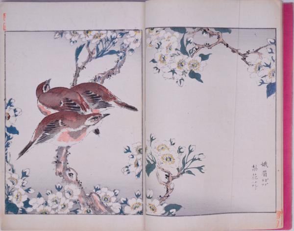 花鳥画選(沼田荷舟著) / 古本、中古本、古書籍の通販は「日本の古本屋