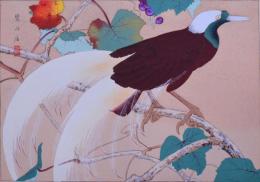 樂山花鳥画譜 分売：19 『野葡萄に大極楽鳥』（盛夏）