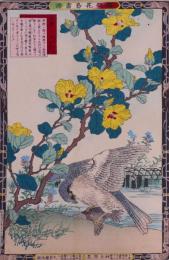 楳嶺花鳥画譜 初版分売 秋の部五 黄槿(はまぼう) ・隼
