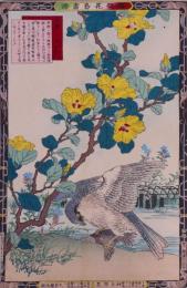 楳嶺花鳥画譜 初版分売 2：黄槿(はまぼう) ・隼