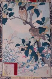 楳嶺花鳥画譜 初版分売 秋の部八 木犀花(もくせい)・鵂鵈(みみづく)