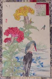 楳嶺花鳥画譜 初版分売 秋の部十  鶏冠花（けいとう）・鴗(うつせみ)