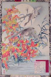 楳嶺花鳥画譜 初版分売 9：雁来紅（はげいとう）・雁