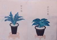 萬年青図寫 上下