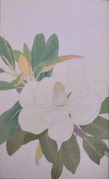 杉浦非水 非水百花譜 分売 91 ：たいさんぼく（大山木）