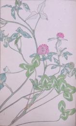 杉浦非水 非水百花譜 分売：44 あかつめくさ（赤爪草）