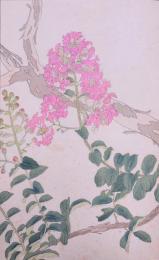 杉浦非水 非水百花譜 分売 76： ひやくじつかう（百日紅）サルスベリ