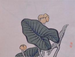 楳嶺画鑑 分売 こ  河骨(コウホネ) 明治36年