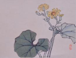 楳嶺画鑑 分売 せ  石蕗(ツワブキ)  明治36年