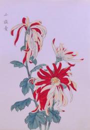 契花百菊 再版 (小)  分売4  小銀臺