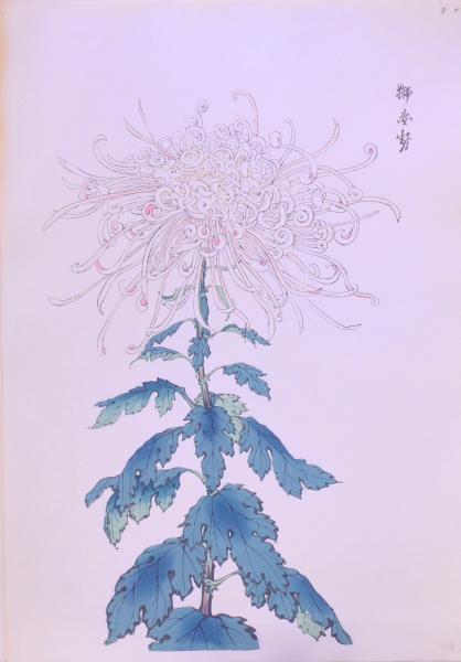花丸模様百趣 上下(河原崎晃洞著) / 赤尾照文堂 / 古本、中古本 花丸模様百趣 上下(河原崎晃洞著) / 赤尾照文堂 / 古本、中古本