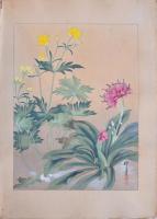 瑞月草花画譜 分売 縦13 ？？