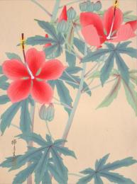 瑞月草花画譜 分売 縦23 紅蜀葵 (こうしょくき) モミジアオイ